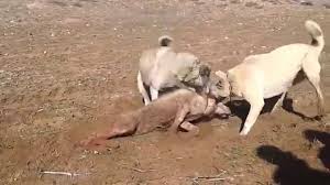 Gercek Bir Kangal Hikayesi Ibretlik Izlerken Gozleriniz Dolacak Youtube