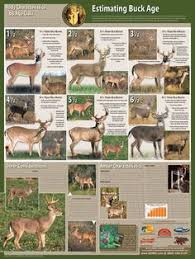 92 Best Wildlife Deer Images In 2019 Deer Deer Family