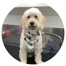 How much does a pet groomer cost? Pet Groomers Near Me Mobile Dog Grooming Near Me