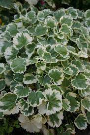 An immensely popular houseplant, false aralia has beautifully textured foliage, with deeply serrated leaflets that start out a copper or burgundy shade and eventually deepened to a rich green. Saxifraga Stolonifera Variegata Trees To Plant Aralia Plant Foliage Plants