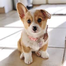Like humans, dogs also have trimesters, and each is 21 days long. Photos And Fun Facts About Adorable Baby Corgis