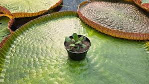 Image result for Nymphaea