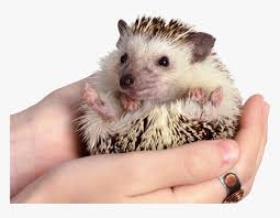 If you have an interest in having a hedgehog as an animal, you will definitely be interested to know for how long you could expect your hedgie to live. Hedgehog Png Clipart Long Do Hedgehogs Live Transparent Png Transparent Png Image Pngitem