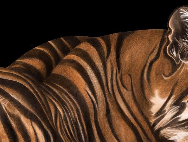 How the Tiger Really Got His Stripes | The New Yorker