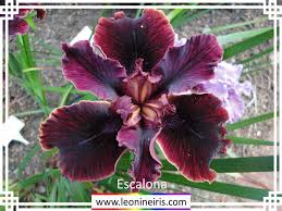 They are one of the easiest perennial to grow! Leonine Iris Beardless Iris Culture
