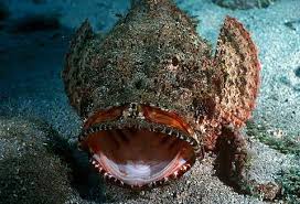 The Most Dangerous Species On The Planet Ninjajournalist Animal Facts Fun Facts About Animals Dangerous Fish