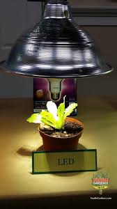 Grow Lights For Beginners Start Plants Indoors The Foodie Gardener