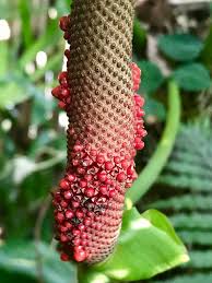 Plantfiles Pictures Anthurium Species Birdnest Birds Nest Anthurium Spike Leaf Anthurium Hookeri By Kell In 2020 Anthurium Bird Nest Red