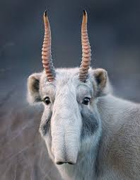 Saiga Antelope Saiga Tatarica An Ancient Species From The Ice Age 250 00 Years Ago Today It Is Found In Only A Few Areas Animals Weird Animals Rare Animals