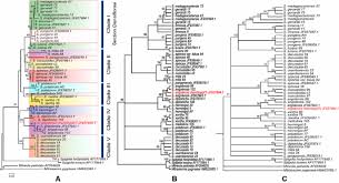 Image result for Strychnos lucens