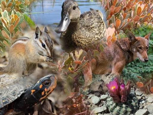 What is the extinction crisis? 5 key facts | The Wilderness Society