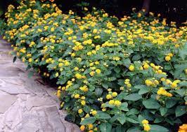 Le piante della sezione piante da giardino più indicate per te che stai cercando questo tipo di fiore. Giardini Mgf Le Varieta Piu Adatte Per Realizzare Bordure