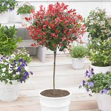Buy photinia hedging plants online from hopes grove nurseries. Fraser Photinia Trees For Sale Brighterblooms Com