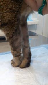 top 5 prichin pochemu u koshki vypala sherst na zhivote i kak eto ostanovit razbiraemsya vmeste pet prioritet