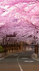 Bright Cherry Blossom Road Cherry Blossom Wallpaper Iphone Cherry Blossom Wallpaper Cherry Blossom Japan