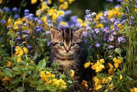 Maybe you would like to learn more about one of these? Plants And Bulbs To Avoid Animal Friends Pet Insurance