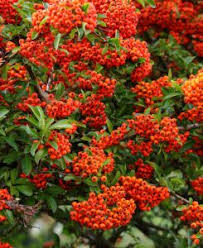 Image result for Pyracantha coccinea soleil d'or