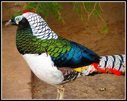 Birds Of The Same Feather Flock Together Meaning In Tagalog Pin On Yonallyfly