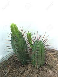 Thanks to its ability to store water, the cactus can live for over a year without rain! Growing Cactus With Spikes Stock Photo Picture And Royalty Free Image Image 24962923