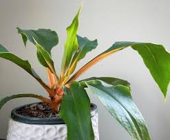 Image result for Chlorophytum Amaniense