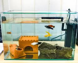 26 Model Aquarium Ikan Hias Minimalis Terbaru 2021 Dekor Rumah
