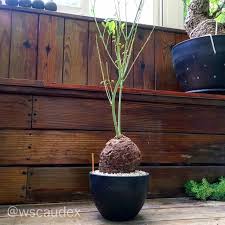 Image result for Neorautanenia mitis