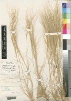 Image result for Stipagrostis hirtigluma