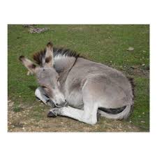 Cute Baby Donkey Foal Laying Down Postcard Zazzle Co Uk Cute Donkey Baby Donkey Baby Animals