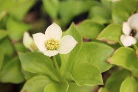 Dieser hartriegel wird meistens als bodendecker eingesetzt. Teppich Hartriegel Cornus Canadensis Gunstig Online Kaufen