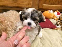 I strive to raise healthy, happy. Adorable Female Mal Shi Puppy Maltese X Shih Tzu For Sale In Ionia Michigan Classified Americanlisted Com