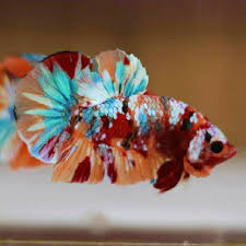 Cupang adalah salah satu jenis ikan yang hidup di air tawar. Shopee Indonesia Jual Beli Di Ponsel Dan Online