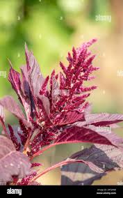 Image result for Amaranthus hybridus