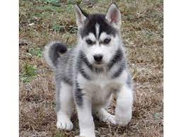 Siberian husky puppies for x mas present very cheap if you are interested they are vet checked and lovely also tested please do contact back. Home Trained Siberian Husky Puppies Available Animals Colorado Springs Colorado Announcement 86678