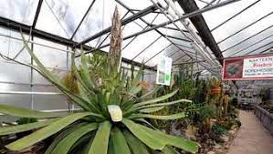 Die hier genannten angaben gelten nur im normalfall. Kassel Agave Im Botanischen Garten Steht Nach 70 Jahren Kurz Vor Blute Wehlheiden
