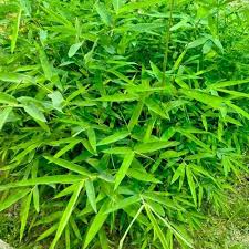 Image result for Bambusa balcooa