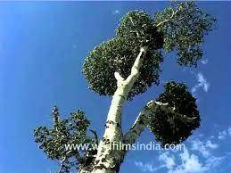 Himalayan Birch Trees Or Bhoj Patra Youtube
