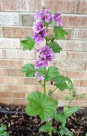 Flowers in the bible list. 37 Bible Flowers Ideas Flowering Trees Ancient Israelites Flowers