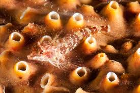 Image result for Enneapogon pretoriensis