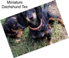 We did not find results for: Dachshund Puppies For Sale In Texas Agriseek Com