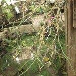 Image result for Tridactyle filifolia