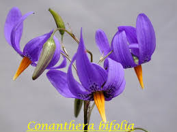 Image result for Blotiella crenata