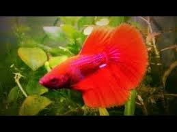 Veil tail betta, often abbreviated as vt betta, are the most common betta type in the pet stores. Delta Tail Betta Fish In Planted Nano Tank Youtube