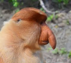 images?q=tbn:ANd9GcQhP-YVo_ucpTpYK9TSBuF