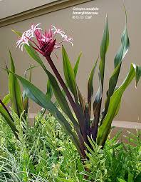 Image result for Amaryllidaceae