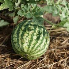 Pasteque Semis Culture Et Recolte Des Pasteques Pasteque Culture Pasteque Semis