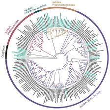 Image result for Stadmannia