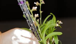 Image result for Polystachya zambesiaca