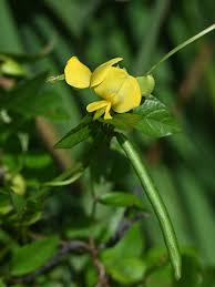 Image result for Vigna hosei