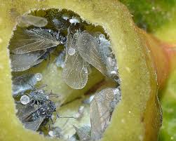 Issues in Aphid Biology: Honeydew