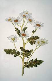 Feverfew Tanacetum Parthenium By Kathryn Ball Image And Text Information Courtesy Wellcome Collection Botanical Drawings Maple Leaf Tattoo Feverfew